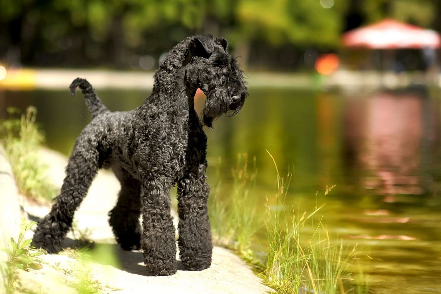 Kerry Blue Terrier