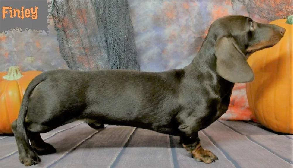 CHERNAYA RECHKA MIHAEL | Dachshund 