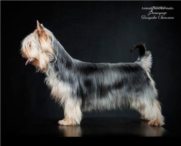 Cramons Absolute Winner | Silky Terrier 