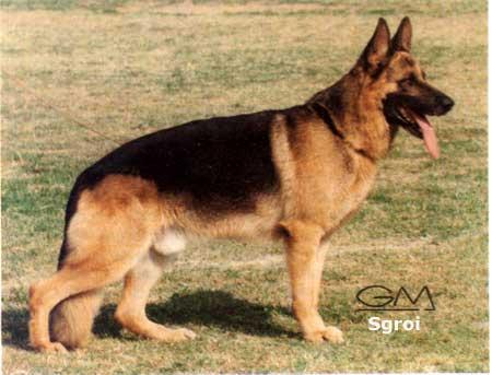 Narro von der Kahler Heide | German Shepherd Dog 