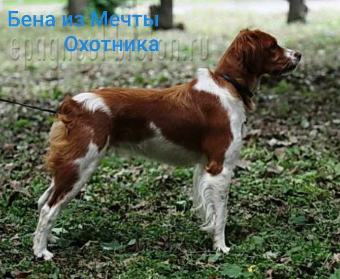 BENA iz Mechty Ohotnika | Brittany 