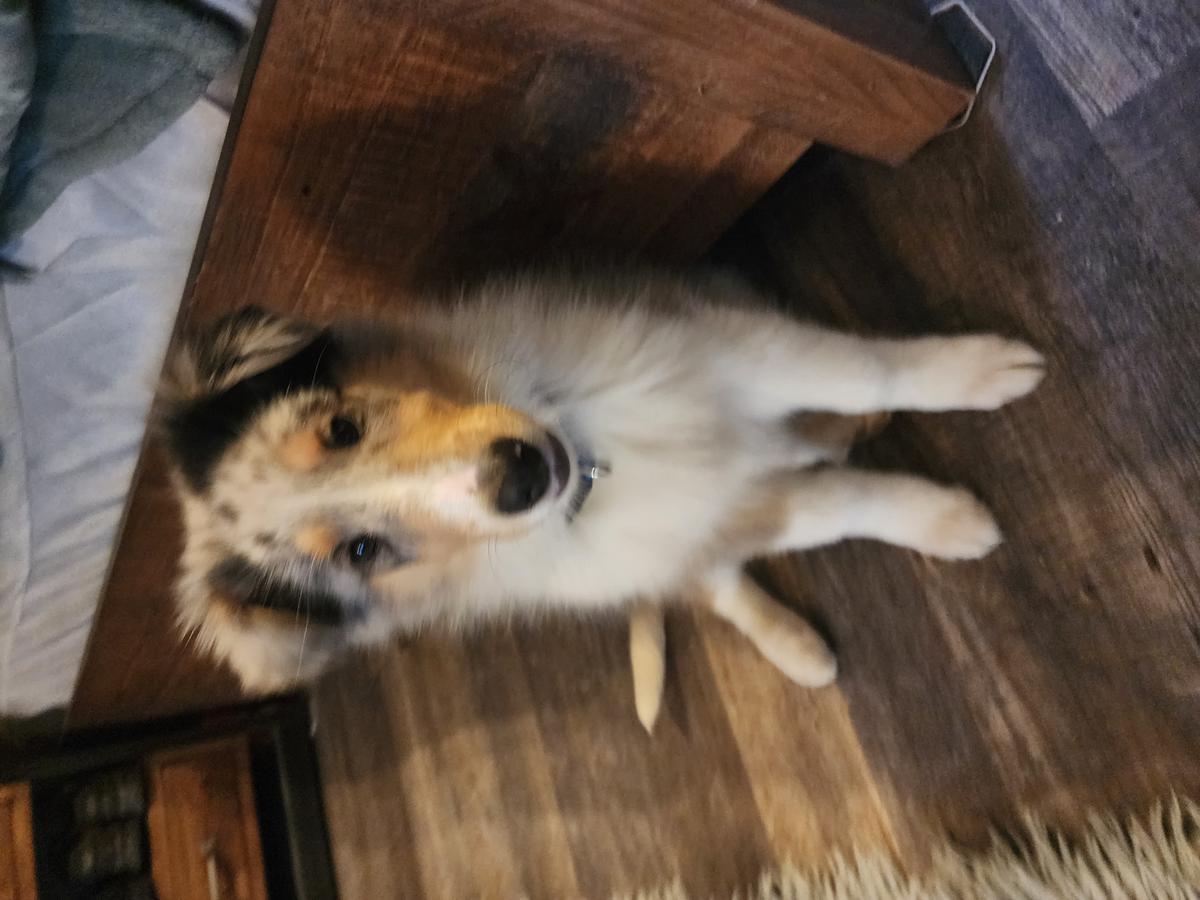 Cieslik Collies Blue Merle Shelby | Rough Collie 