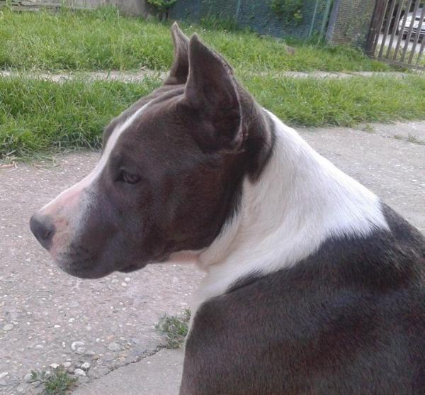 HAVANNA From Oops Dale | American Staffordshire Terrier 