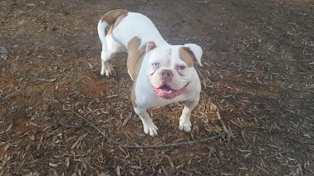 Princess madona dl's berber | Olde English Bulldogge 