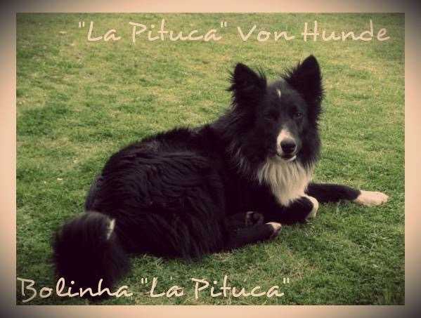 BOLINHA LA PITUCA VON HUNDE | Border Collie 