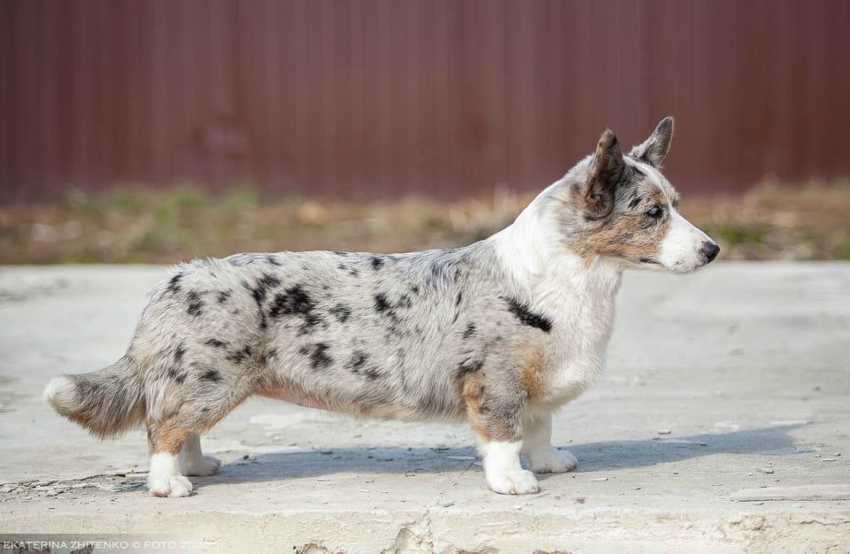 Elfborg Evrica Blue Dream | Cardigan Welsh Corgi 