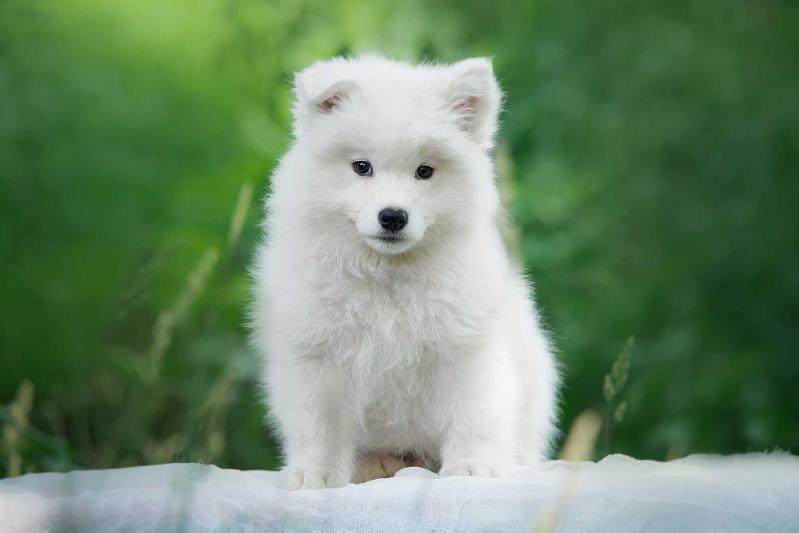 Rundogs Realno Nerealnyj Pyos | Samoyed 