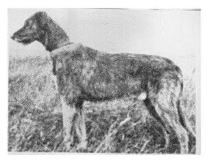 Sulhamstead Pedlar | Irish Wolfhound 