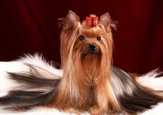 Rigair Fantastik Fierija | Yorkshire Terrier 