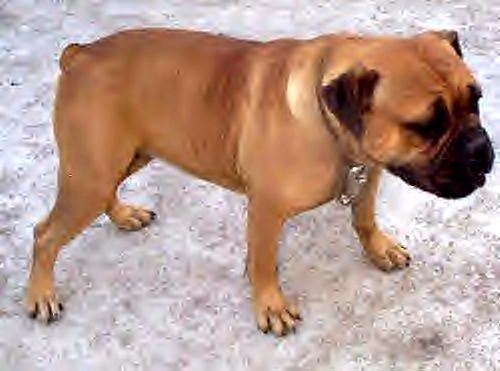 RockRoll's Bopsey Browny | Olde English Bulldogge 