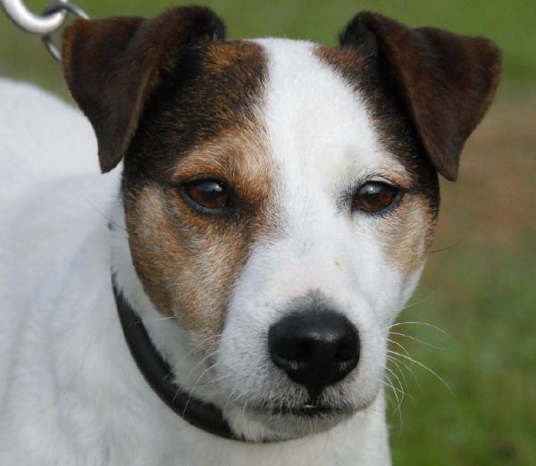 Victor I | Jack Russell Terrier 