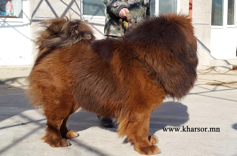 Xiao Shenghuo | Tibetan Mastiff 