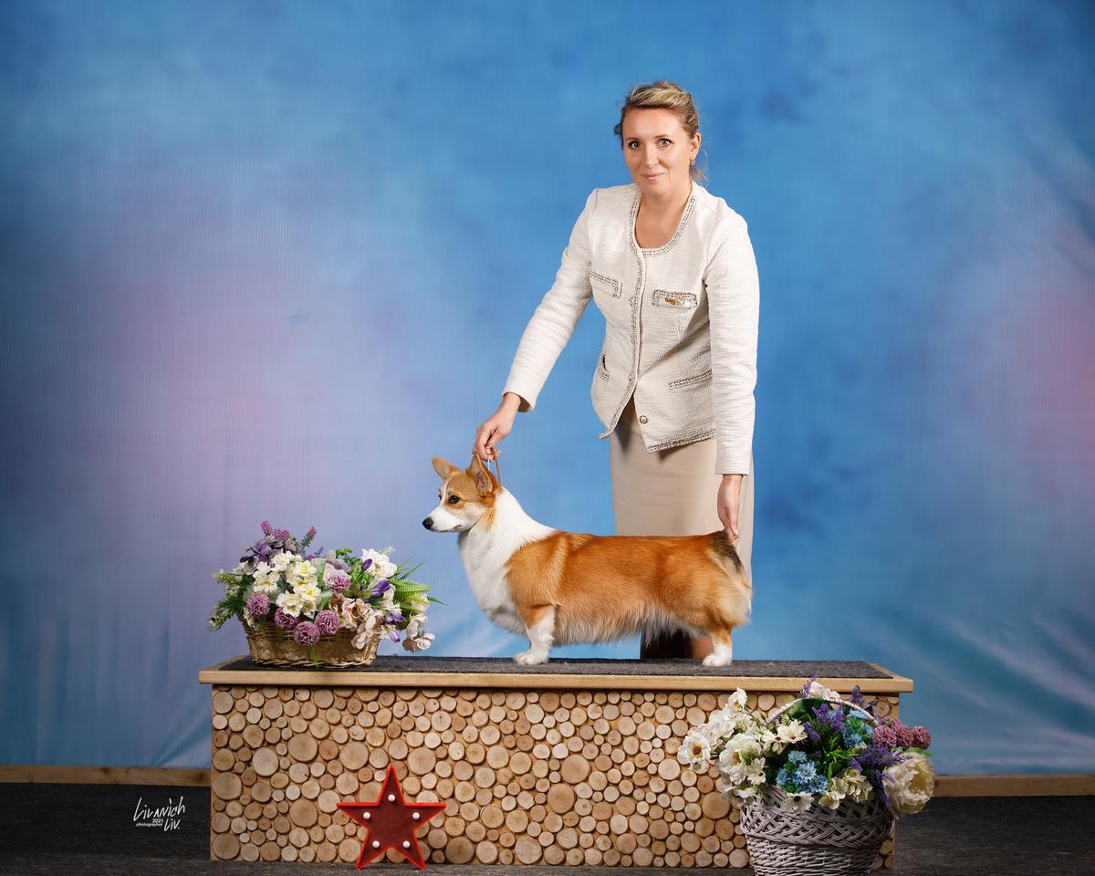 Adelhund Blanc Manger (n/b) | Pembroke Welsh Corgi 