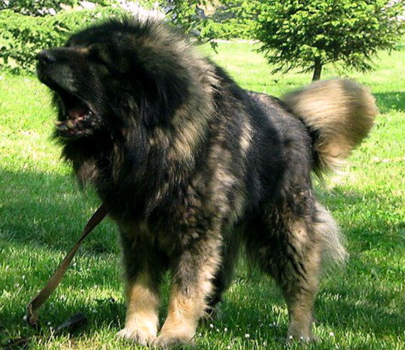 Murko II ( Tarzan ) | Yugoslavian Shepherd Dog-Sarplaninac 