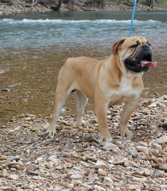 KRB's On A Mission | Olde English Bulldogge 