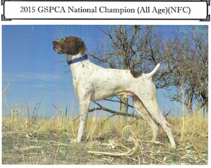 Slicks Cuttin Wild | German Shorthaired Pointer 