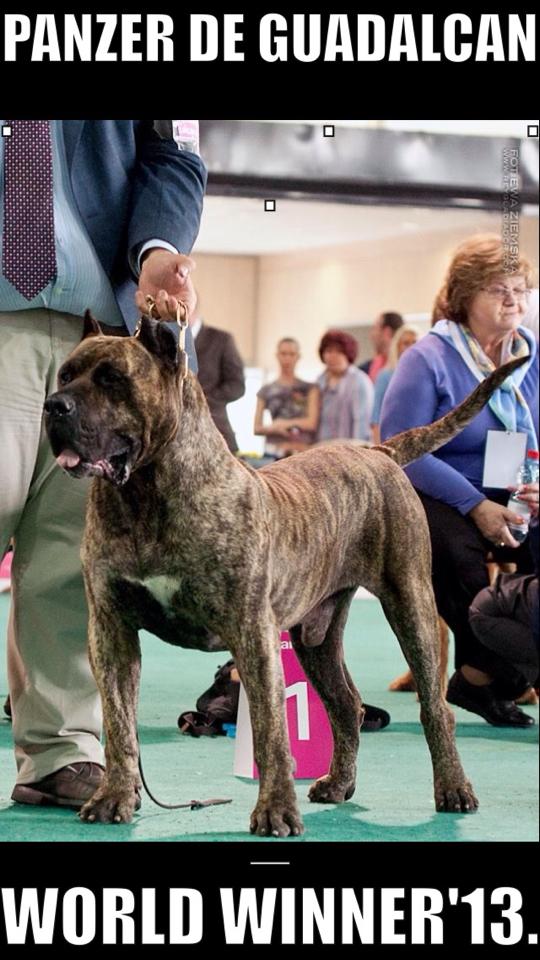 Panzer de Guadalcan | Perro de Presa Canario 