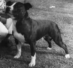 Warsop Pickwick | Staffordshire Bull Terrier 