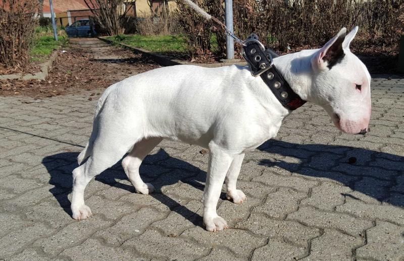 Crisocolla | Bull Terrier 