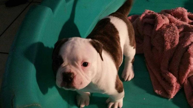 Dckennels Milli of HBB | American Bulldog 