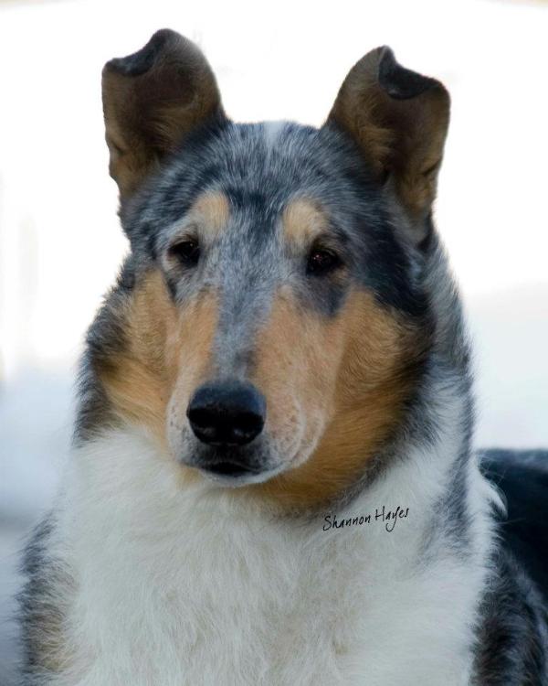 Rainbow's Instant Karma | Smooth Collie 