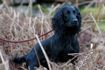 Dardnell Dealer | English Springer Spaniel 