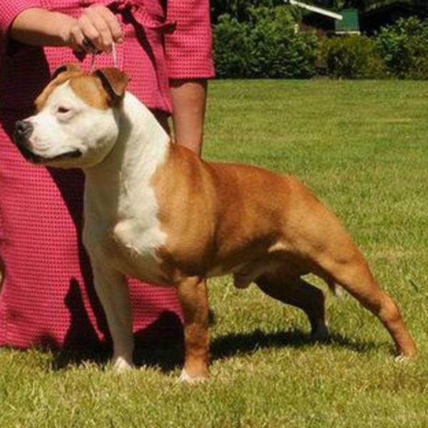 Cumhil Hell Boy | Staffordshire Bull Terrier 