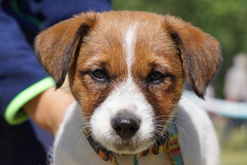 Jack Beta Ciranò | Jack Russell Terrier 