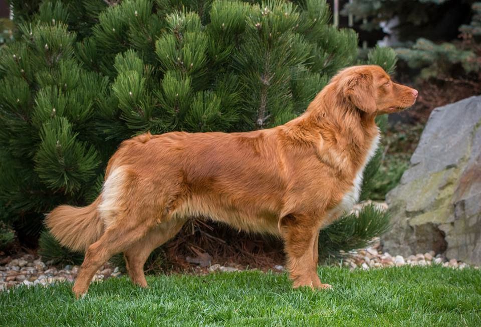 Erikachen Roisin | Nova Scotia Duck Tolling Retriever 