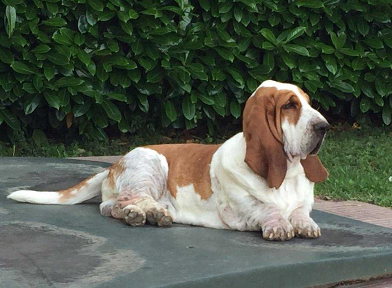 NEMO Big Orange Sun - Casa Dal Pino kennel | Basset Hound 