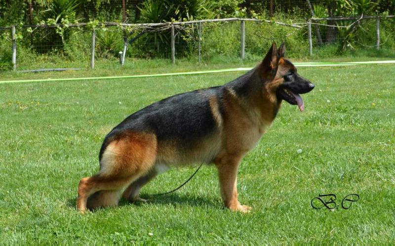 Ayax di Villa Alba | German Shepherd Dog 