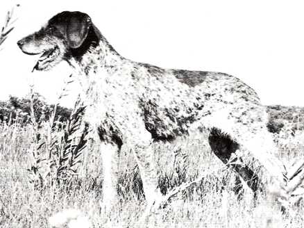 HAAR BARON GREMLIN | German Wirehaired Pointer 