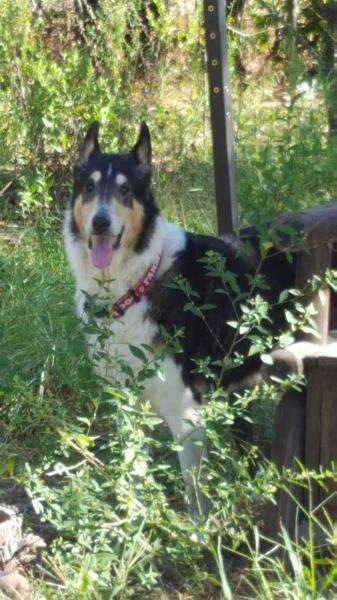 Glendale's Legacy In Motion | Rough Collie 