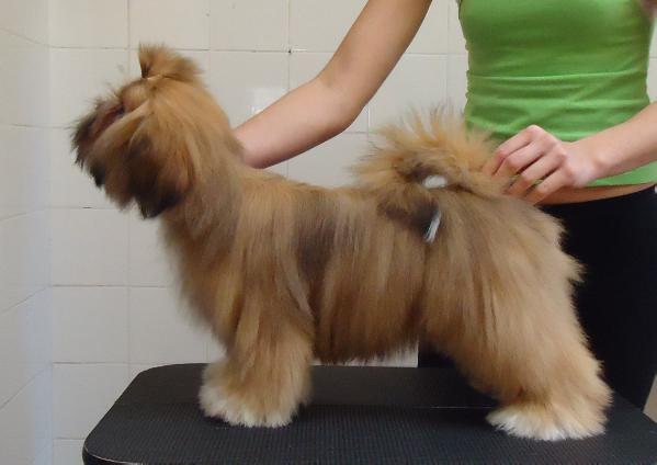 RMoretto Cane Raissa | Lhasa Apso 