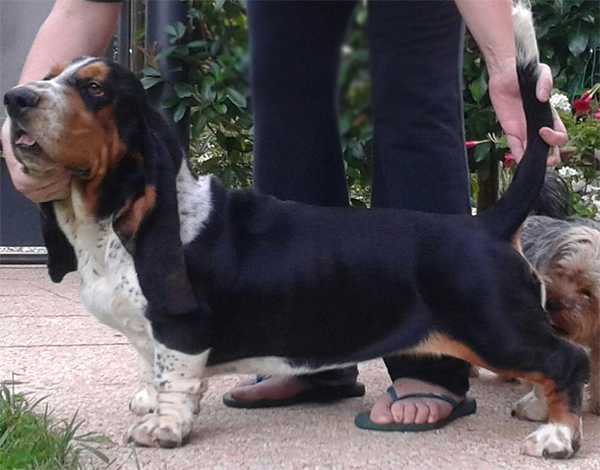 Jamaica Metro de la Ciudad de Mexico ( Kuorii ) | Basset Hound 