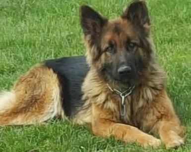 Bella Vom Vega Haus | German Shepherd Dog 