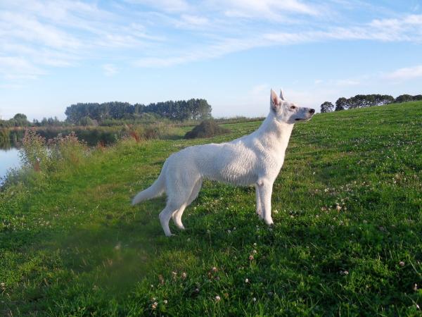Lady Quinta uit het Noorden | White Swiss Shepherd Dog 