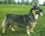 Skogsbygdens Astrid | Swedish Vallhund 