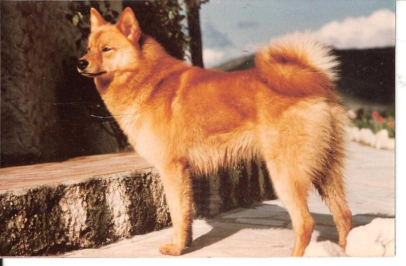 RETU LOF. 101/30 | Finnish Spitz 