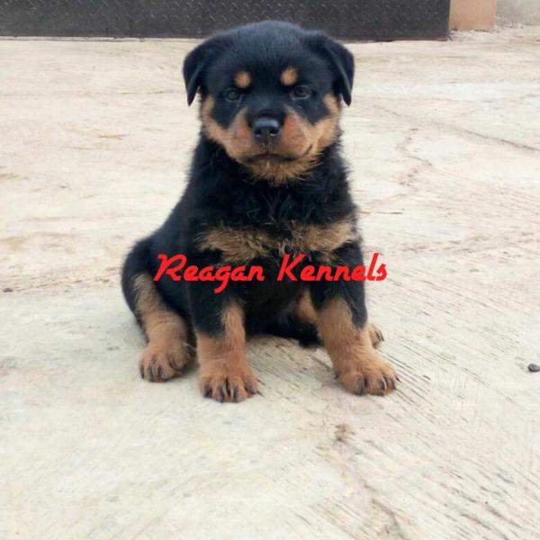 BALLACK HAUS OF REAGAN | Rottweiler 