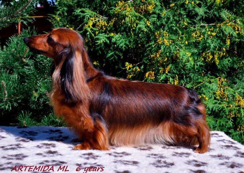 ARTEMIDA | Dachshund 