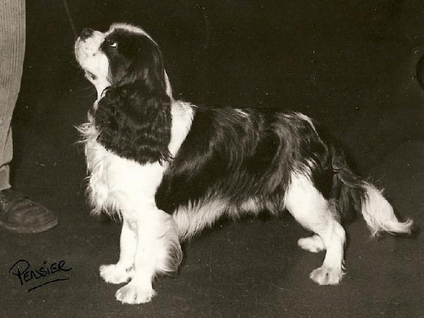 Ermès des Marliviers | Cavalier King Charles Spaniel 