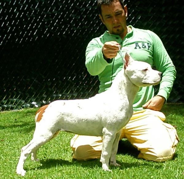 Tovilla´s Pure Power By Dahmlow | American Staffordshire Terrier 