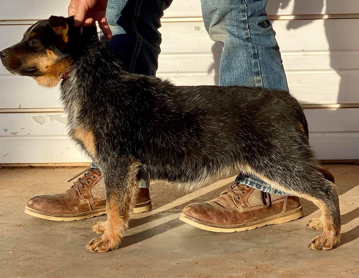 Showest I'Ll Bee Your Huck-L-Berry | Australian Cattle Dog 