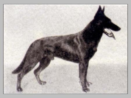 Greif von der Peterstirn | German Shepherd Dog 