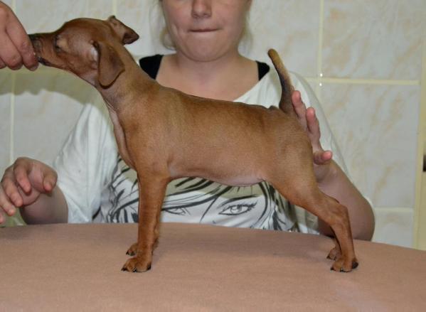 Celtic rose of transylvanian legend | Miniature Pinscher 