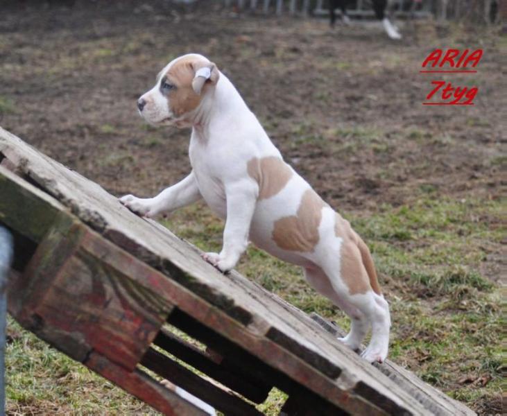 ARIA POKEROWY ZYWOT Imaginerra | American Staffordshire Terrier 