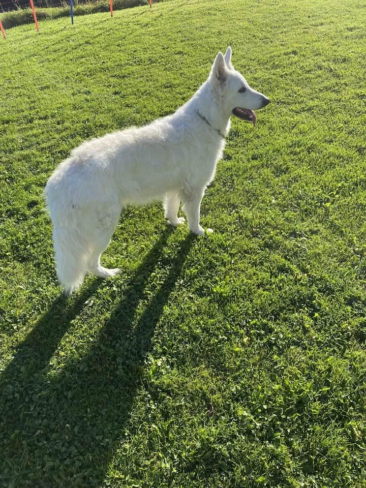 Allegra Grischa Swiss Legend of World | White Swiss Shepherd Dog 