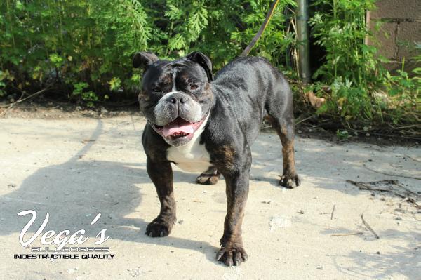 Soldier's Diamond of Vega's | Olde English Bulldogge 