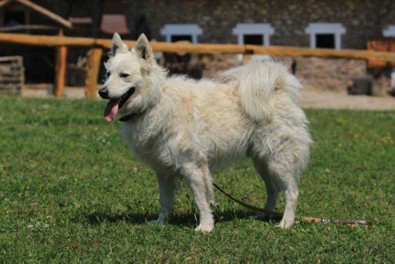 Mecseki Bundás Gyeplo | Mudi 